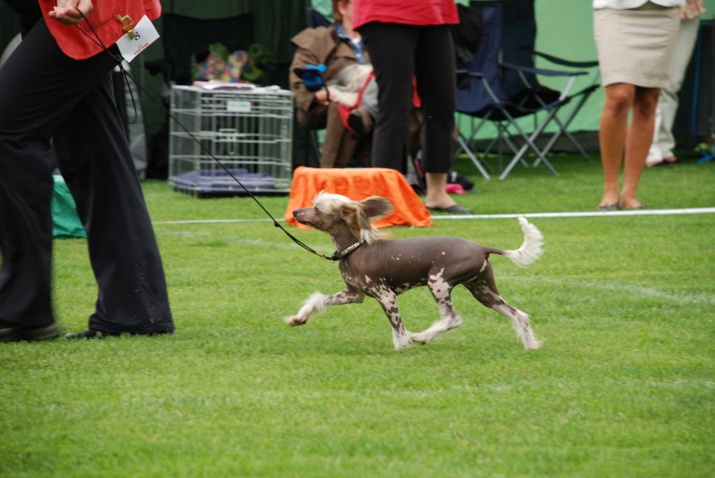 Topgrade Happy Go Lycky