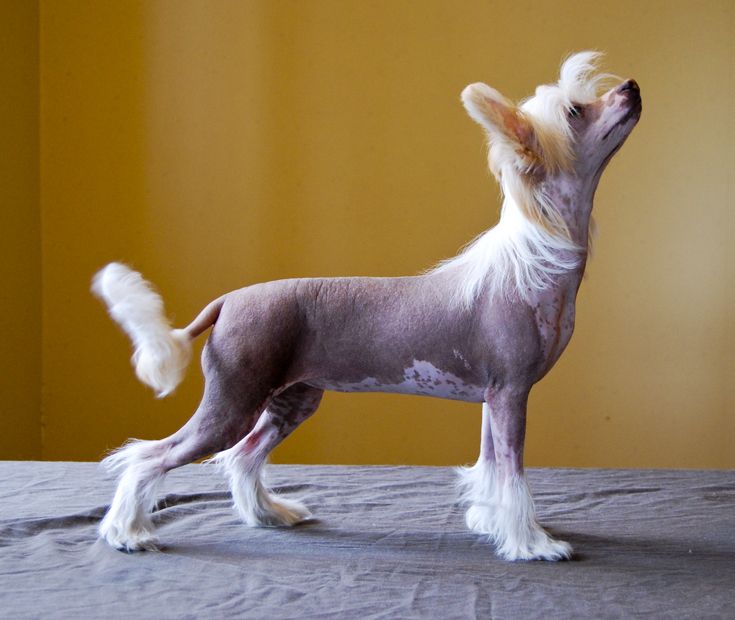 Topgrade Roses Are Red