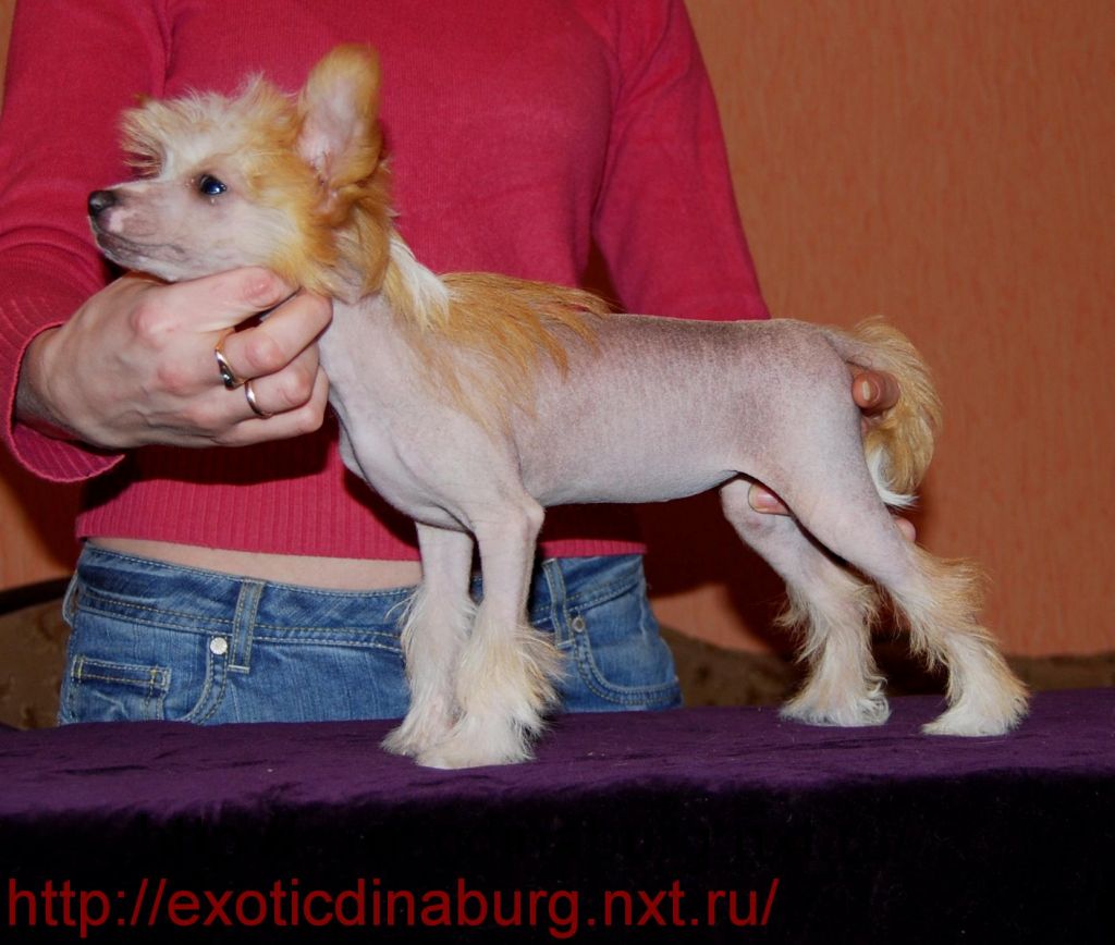 Blameless girl Exotic Dinaburg