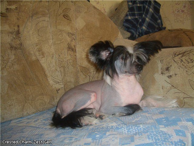 Crested Charm Zest Gerl