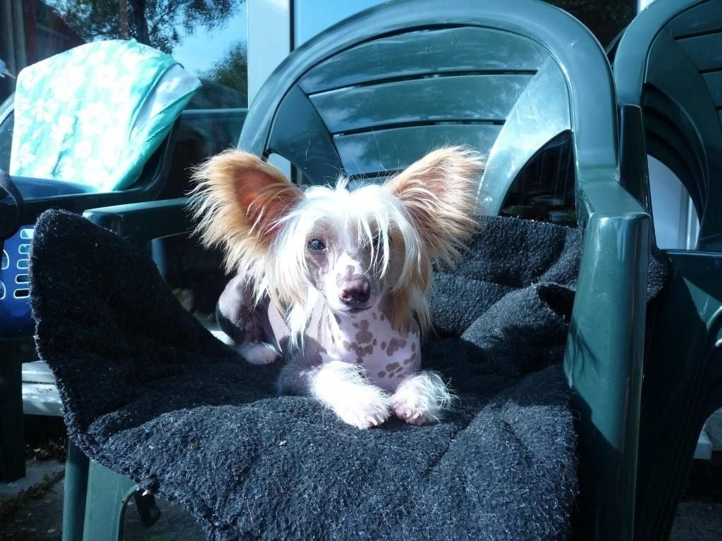 Konishiki Billy the Kid