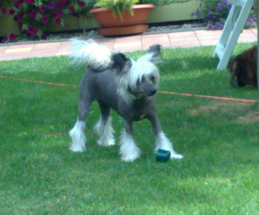 Angel   Violette Modry Vanek