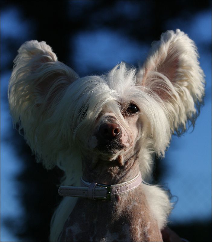 Fera Viva Miss Sixty