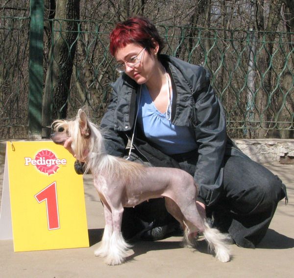 Vivat Sanraiz Imperial Dogland Happy