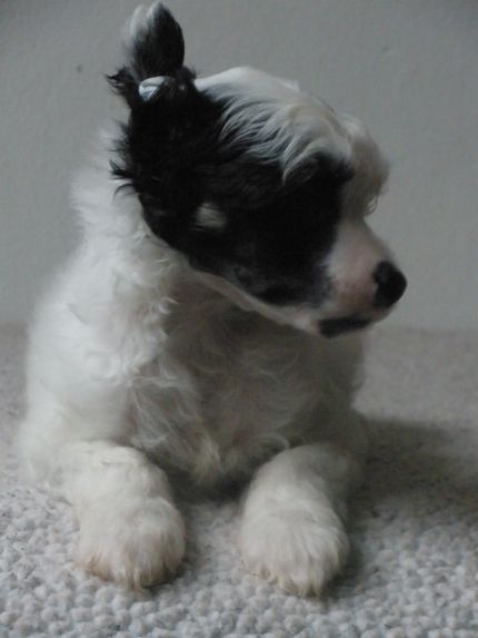 Moonlight in Vermont Al Maarii Sapphire