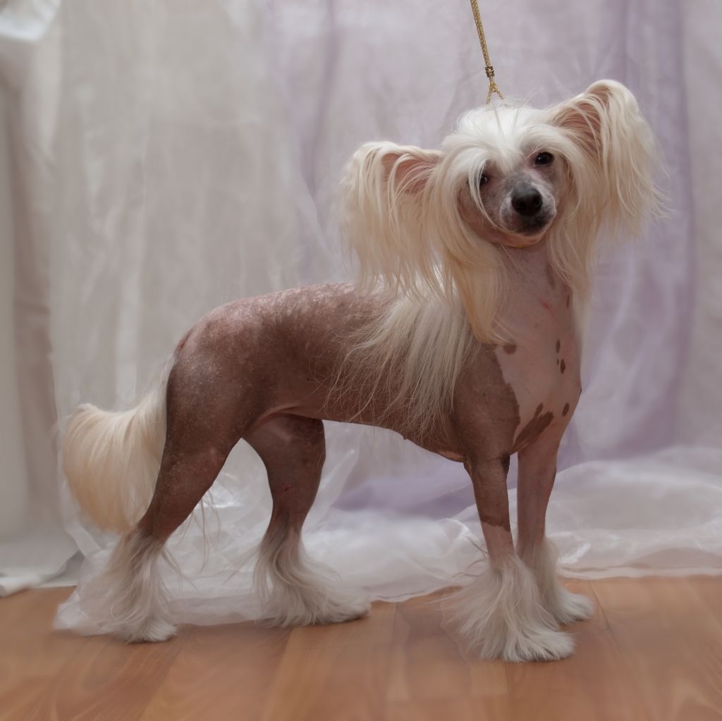 Mirror of America Al Maarii Sapphire