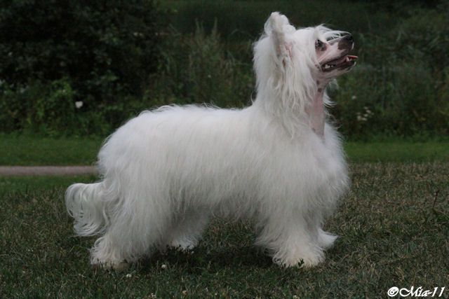 Secret Line's White Tirlittan