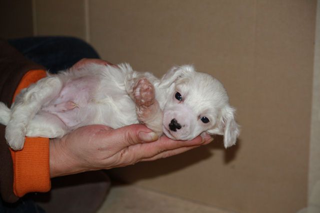 Secret Line's White Joke