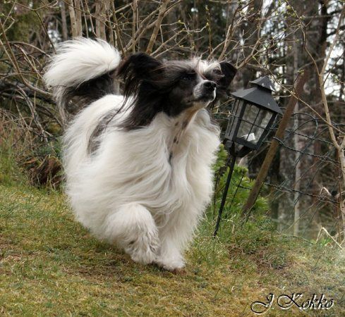 Passer-By Gandalf