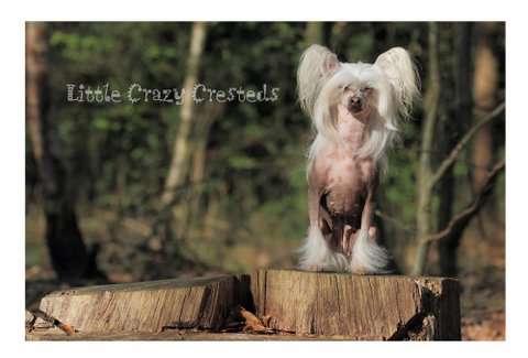 Anndjuna-Faraona Gold Anet