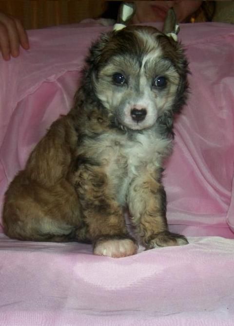 Aiwengo-Faros Gold Anet