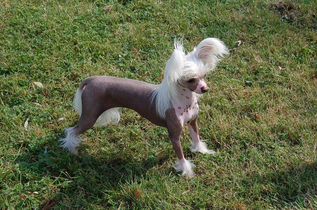 Konishiki Bonny Tyler