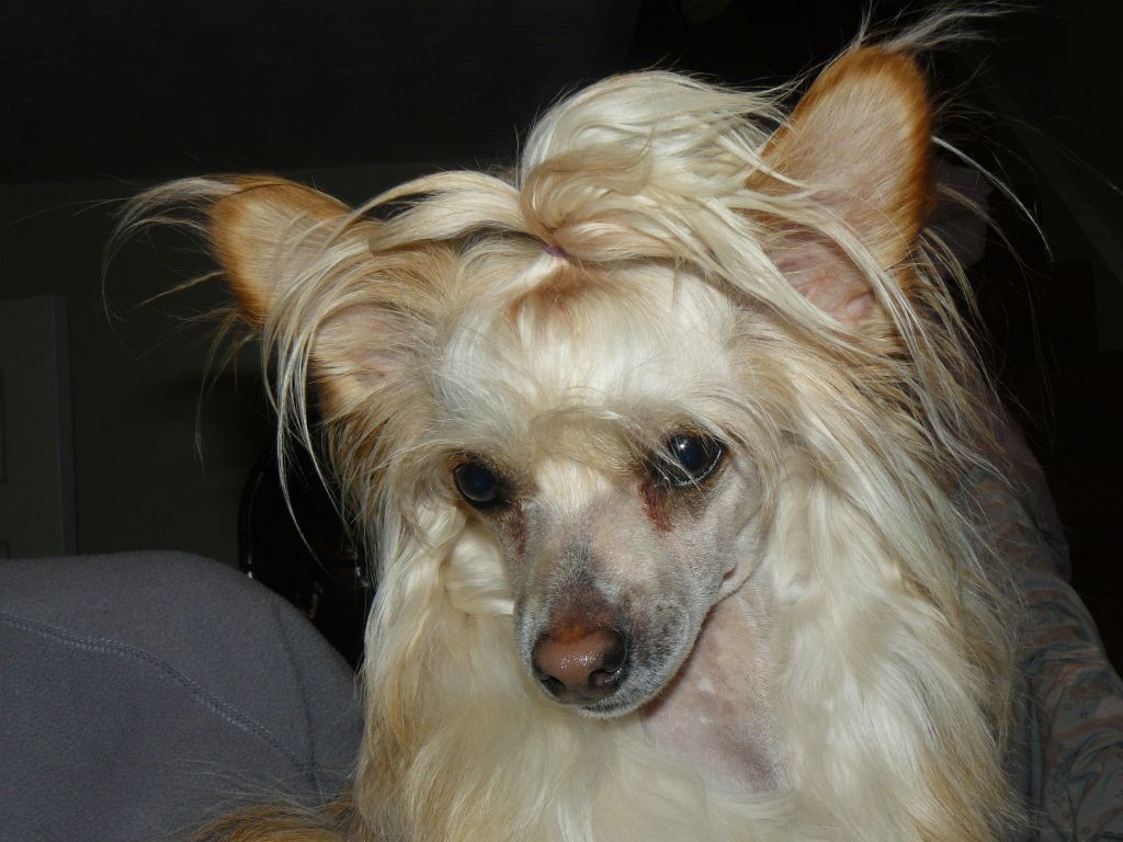 Konishiki Bashful Baron