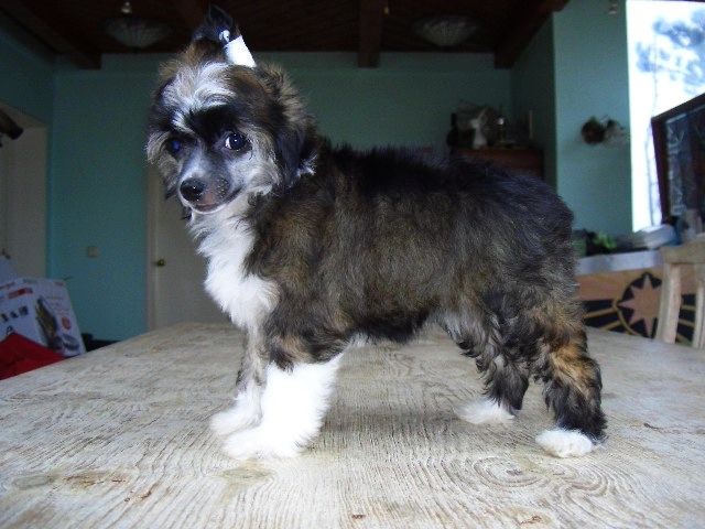 Be My Dog's Kung Chu