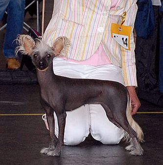 Be My Dog's Kisshimbye