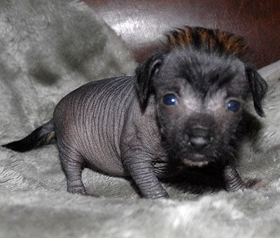 Be My Dog's Kasavina