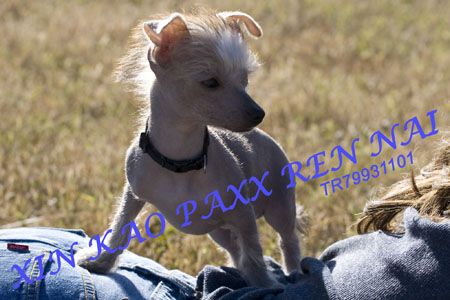 Xin Kao Paxx Ren Nai