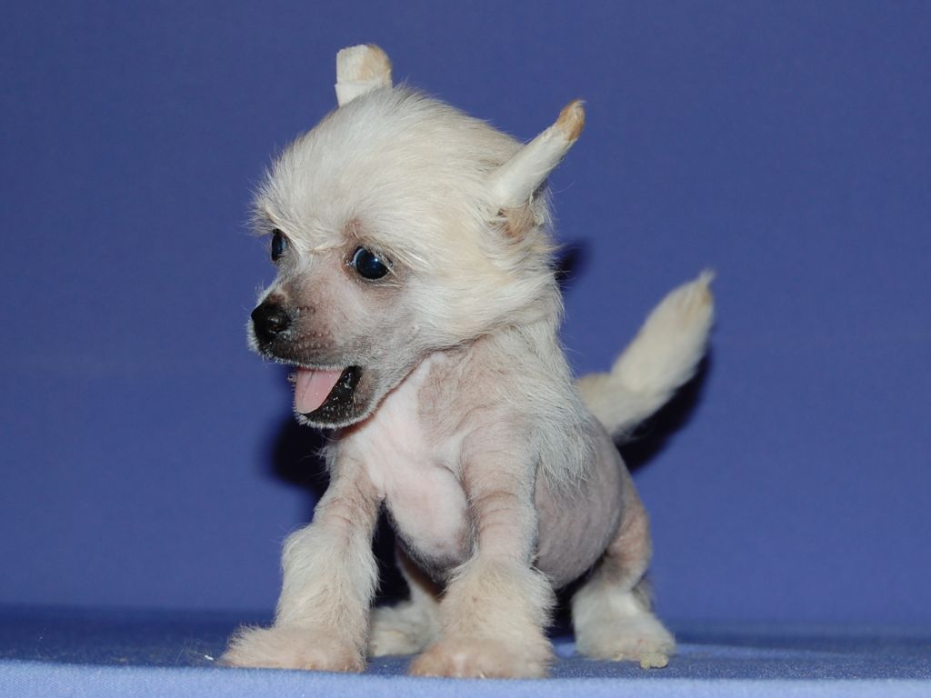 True Magnifisen Erida