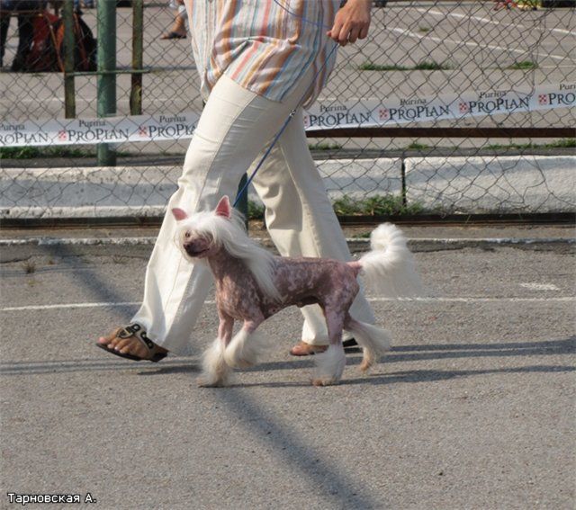 Hilton Hit so Dvora Rudchenko