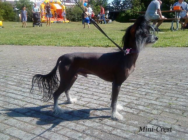 Taijan dreamer Nightmare