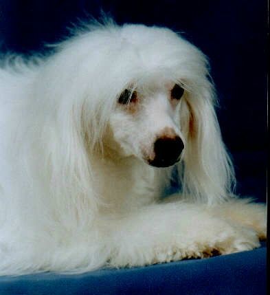 Strong Style China Town