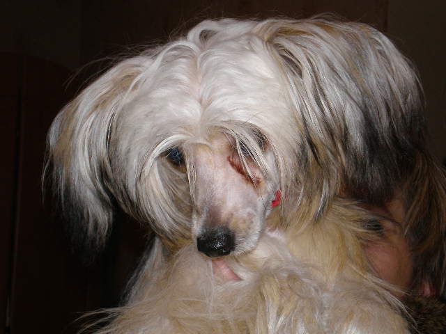 Vernisazh Mari Pamilla Gold Medalon