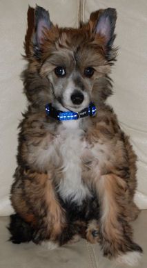 Casa Del Caboom's Tancred