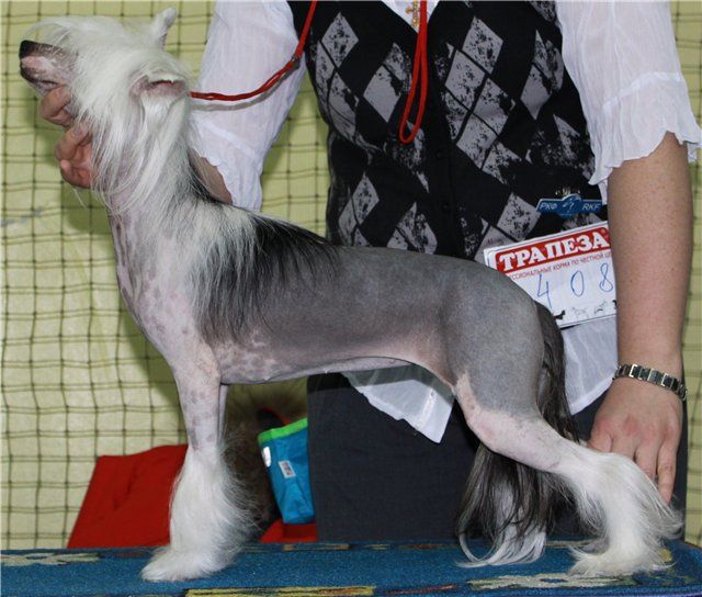 Angel O' Check Vishnya V Shokolade