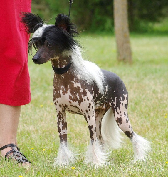 Daretobebare's Gucci, Take My Breath Away