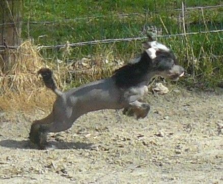 Hard RockTop Model De Rama