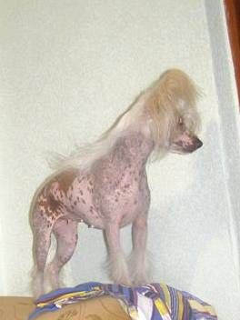 Russkiy Samurai Stoyni