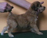 Braxley Little Magic