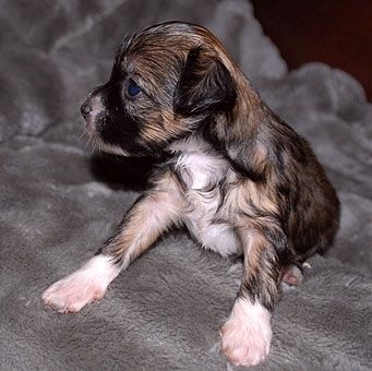 Be My Dog's Kinka Mehameha