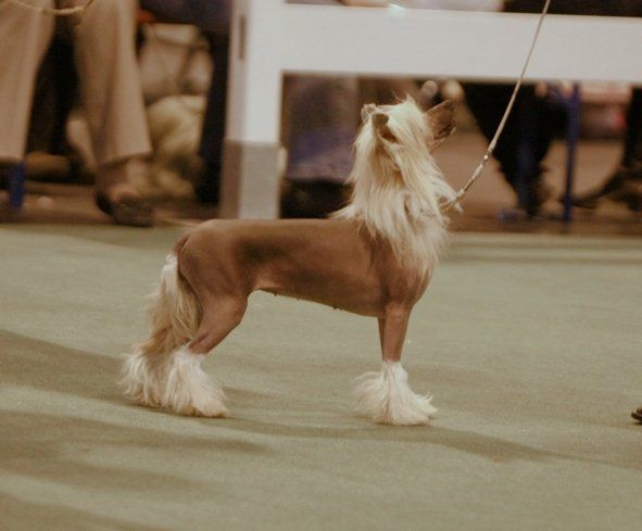 Habiba destined For Debrita