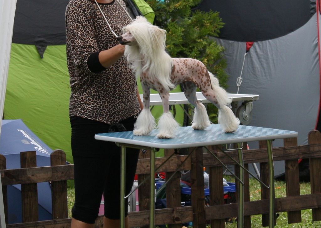 Girra Plysovy pritel