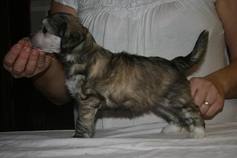 Big Jokes Bittersweet