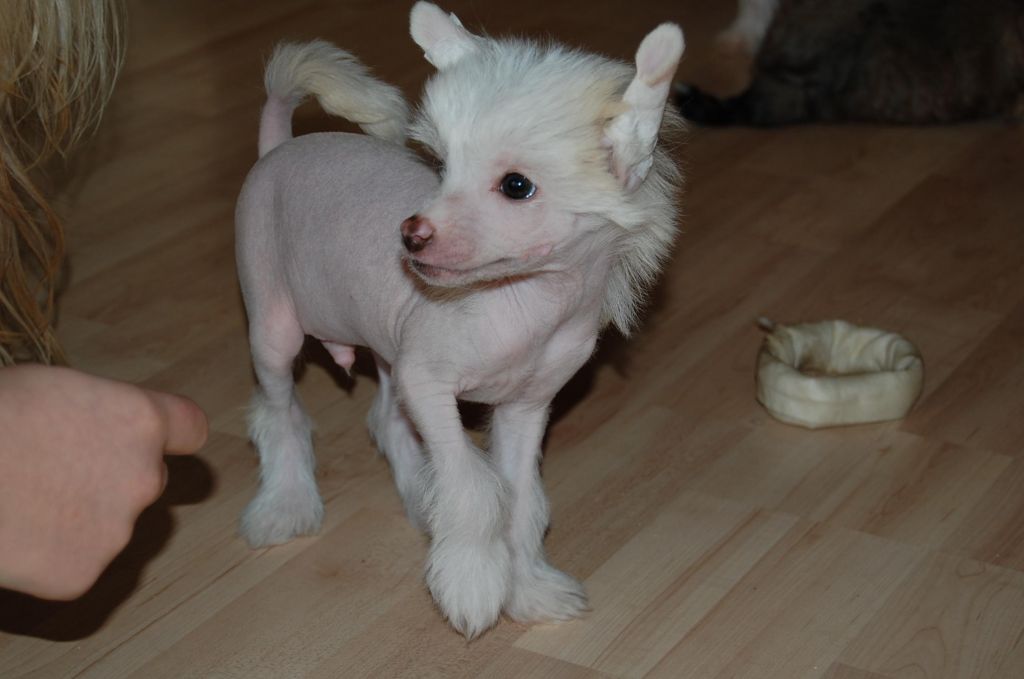 Crested Clan Brave Balveer