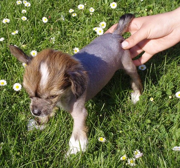 Arpeggio Dranga Akinimod Dream