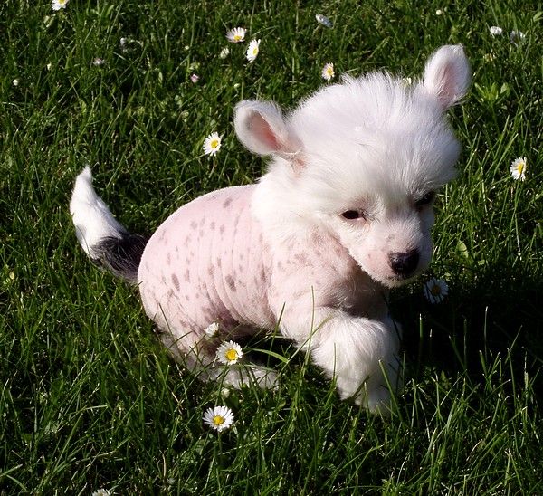 Aneleigh Daria Akinimod Dream