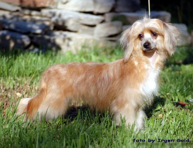 Karnelius Queen of My Dreams