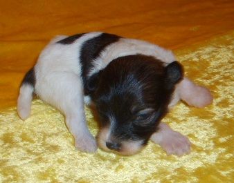 Orero Lovely Ever en Grande