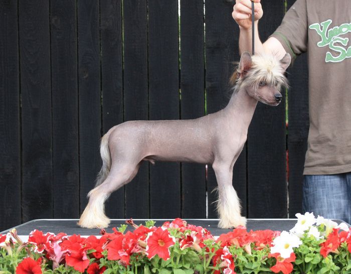 CHRZAN Next Germanika