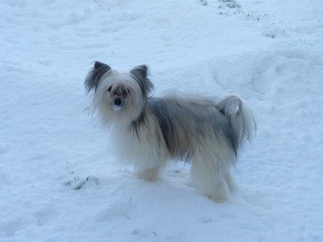 CYKORIA Next Germanika