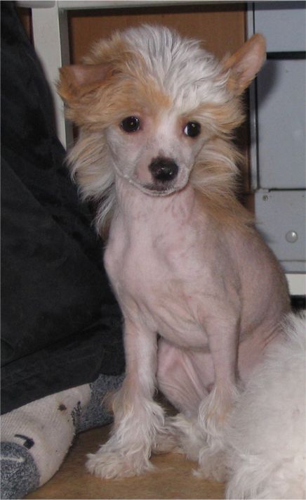 Spirit Of Mantra's Vidi