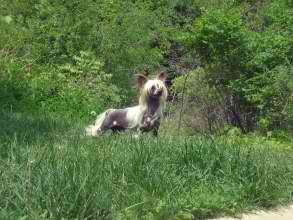 Kotickee's Ralph Lauren