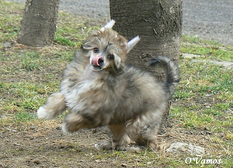 Jeanne D'Arc O'Vamos