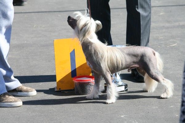 Uilyam Silvery Bonus Westtai