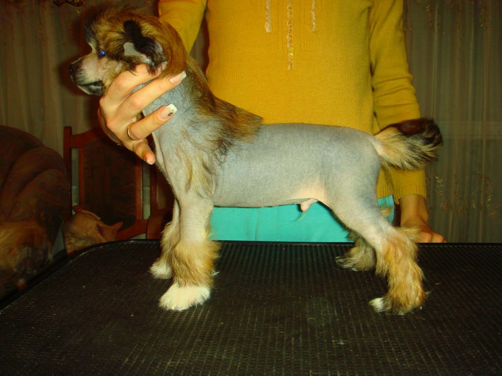 Vip Persona Bonus Westtai