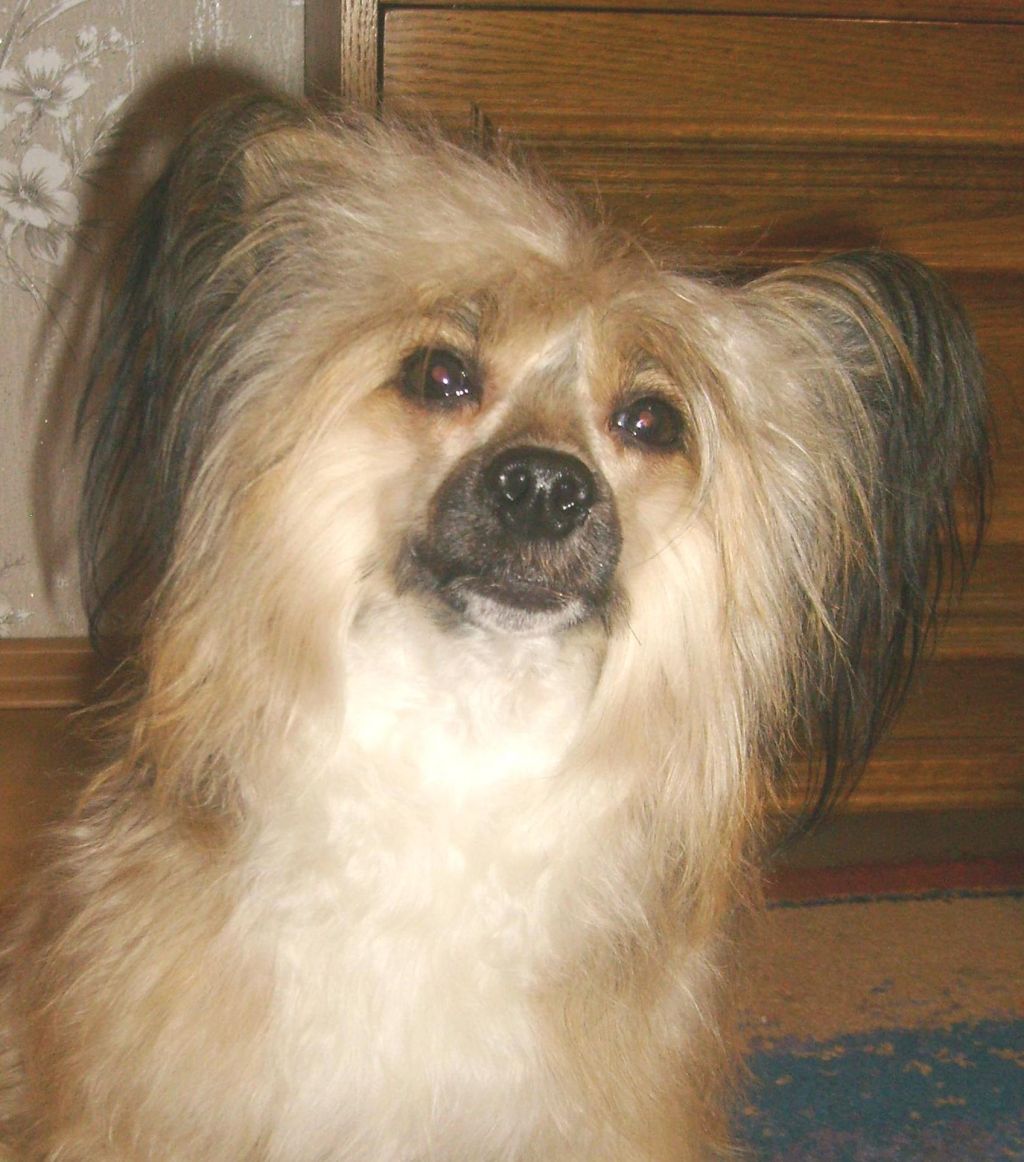 Volter Otem Bonus Westtai