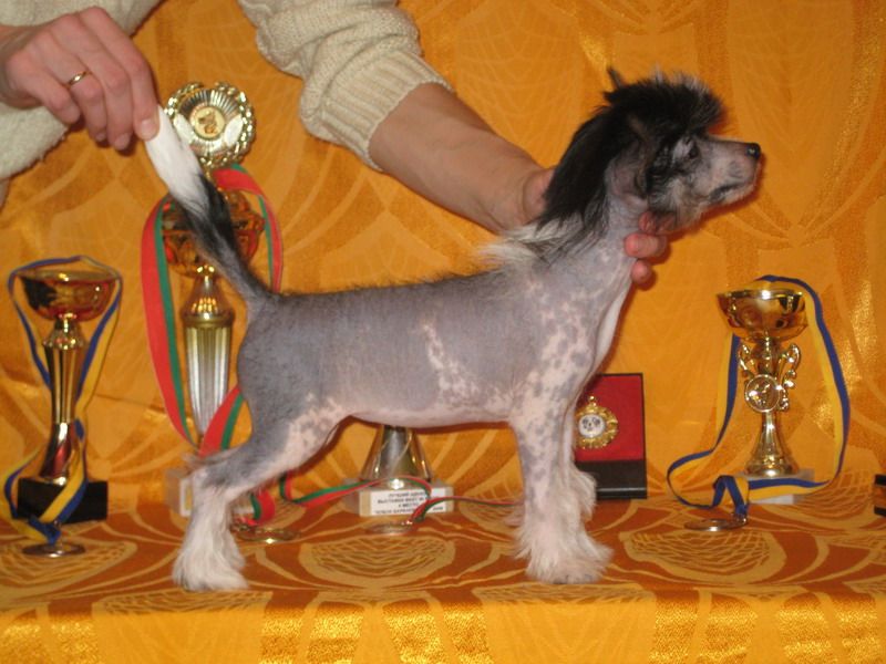 Lus'en Eloks Virdzhinia